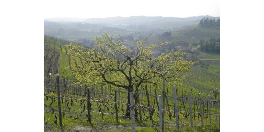 Weinberg, Piemont, Italien, Naturwein